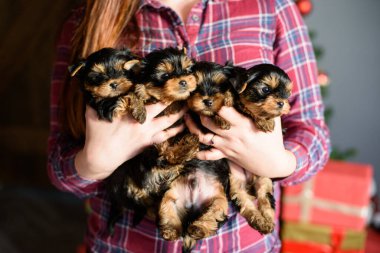 Kızıl saçlı kız elleriyle destekliyor, bir Noel ağacının ve yılbaşı hediyelerinin arka planında dört yavru köpek var.