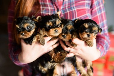 Köpekler el ele. Köpeğin yılı. Kahverengi Yorkshire