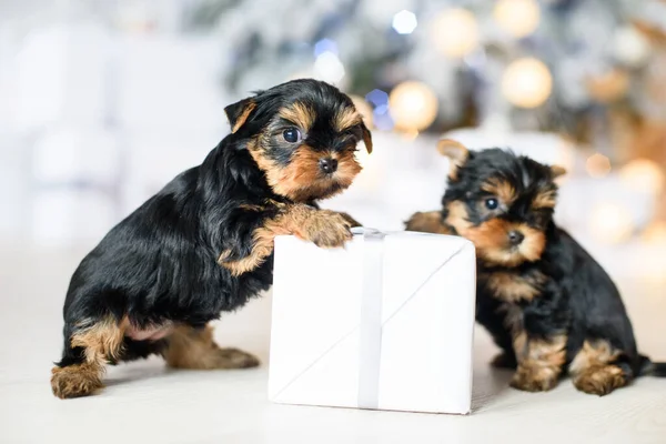 Two Terrier Puppies Playing New Year Gift Background Christmas Tree — стоковое фото