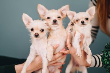 White chihuahua puppies look at the camera and stick out their ears which are held in their hands. blue background