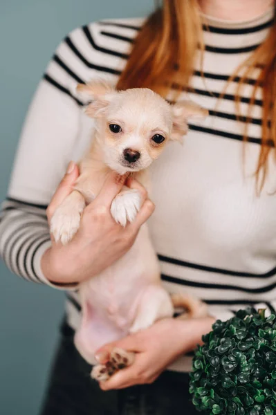 Girl Holds Hugs Puppy Her Hands Plain Background — Photo