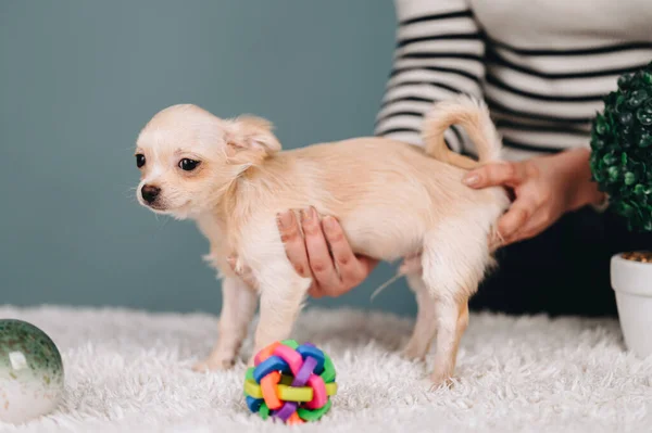 Chihuahua Puppy Afraid Dog Health Concept — Fotografia de Stock