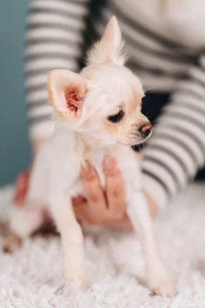 Close Photo White Chihuahua Looks Away Chihuahua Hands Girl — Photo