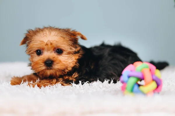 Cachorro Terrier Com Focinho Vermelho Está Fundo Azul Apenas Filhote — Fotografia de Stock