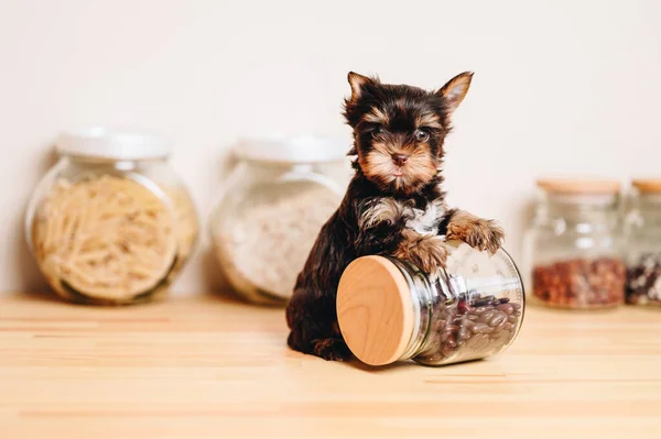 Black Yorkshire Terrier Puppy mutfakta, kavanozda. Yorkshire Teriyeri açık renkli mutfak masasında. Yavrular için Yemek.