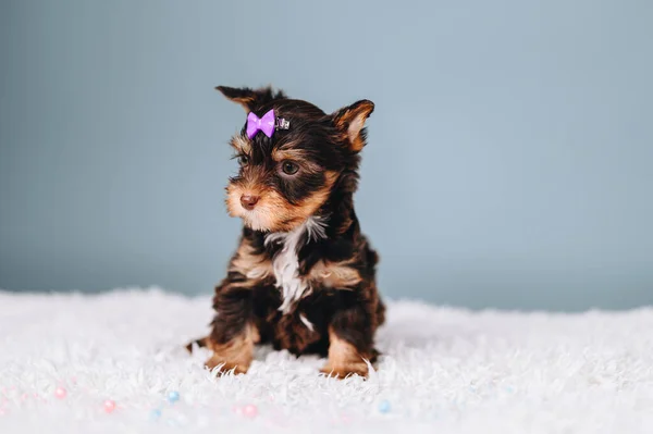 小约克郡畸形狗与粉红弓背的蓝色背景 五彩斑斓的小狗满腔热情地坐在白色的地毯上 — 图库照片