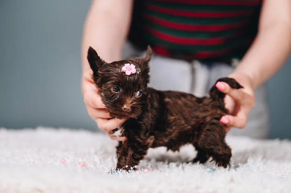 Little Yorkshire Terrier Puppy with Pink Flower Clip. Puppy Girl is standing on Blue Background, they holding it so that it does not fall. Brown Terrier Looks Away With Bulging Eyes. Copy Space.