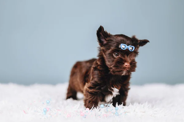 Little Yorkshire Terrier Puppy with Blue Glasses Clip. Puppy Boy Stands Alone On Blue Background. Chocolate Terrier Looks Away. Copy Space.