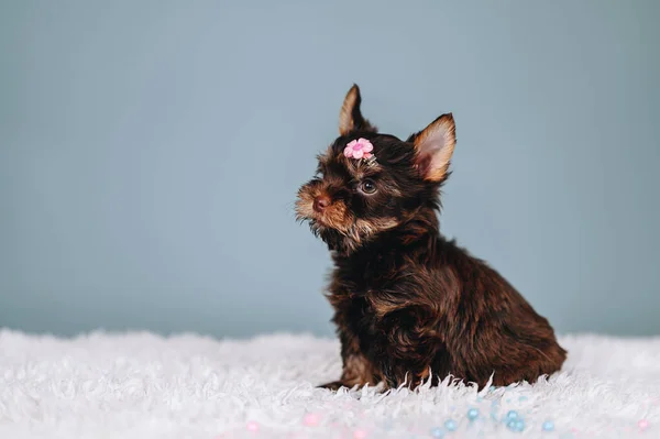 Yorkshire Terrier Little Puppy Girl Hairpin Sua Cabeça Com Flor — Fotografia de Stock
