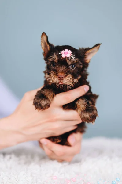 Yorkshire Terrier Small Puppy in Hands with Hairpin on His Head Looks Straight and Sticks Out Her Tongue on Blue Background. Vertical Portrait of Puppy. Advertising