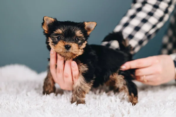 Yorkshire Terrier Little Puppy Fica Quatro Pernas Olha Para Câmera — Fotografia de Stock