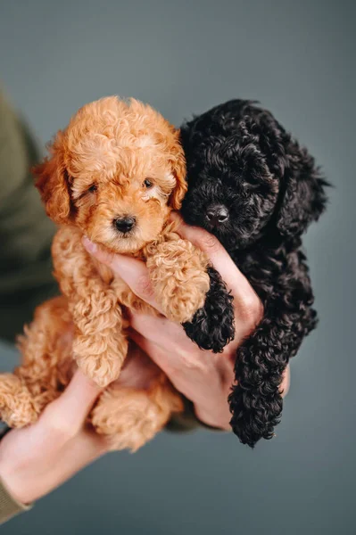 İki Küçük Oyuncak Köpek Yavrusu. Mavi Arkaplanda Kırmızı ve Siyah Kaniş. Dikey Dikey Pedigree Köpeği