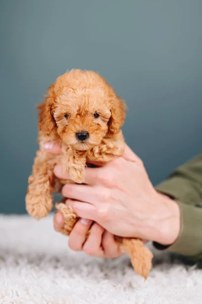 Vertical Portrait of a Red Toy Poodle in Hands on a Blue Background. Puppy fits into Palm with the Black Nose.