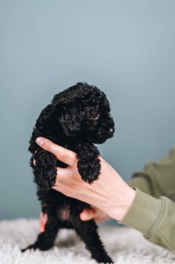 Mavi Arkaplanda Siyah Oyuncak Kaniş 'in ellerinde yan tarafa bakıyor. Küçük Bir Köpeğin Dikey Portresi.