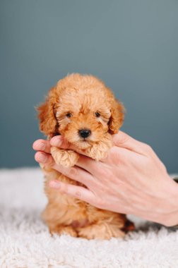 Mavi Arkaplanda Kırmızı Oyuncak Kaniş 'in ellerinde. Düğme Gibi Küçük Gözlü Küçük Yavru Köpek.