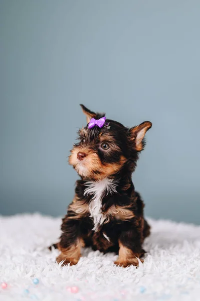 Multicolored Yorkshire Terrier Puppy Sits Alone on Blue Background. Puppy with a purple bow on his head. Little Dog Looks Away With Interest