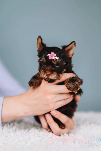Beautiful Little puppy female Yorkshire terrier with a flower on her head on a blue background. Hold Puppy in Hands