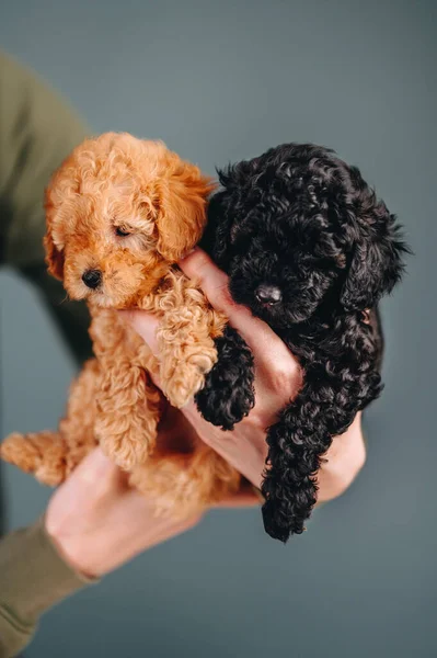 Retrato Colorido Dois Cachorros Fundo Azul Gengibre Black Curly Toy — Fotografia de Stock
