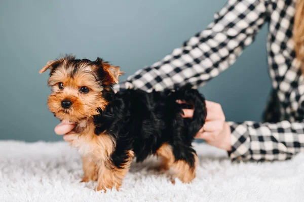 Yorkshire Terrier Μαύρο Και Καφέ Χέρια Κρατήσει Ένα Μικρό Κουτάβι — Φωτογραφία Αρχείου