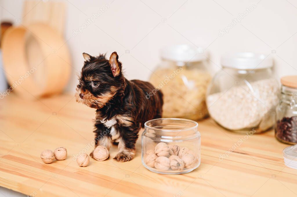 A serious scowling Little Yorkshire Terrier Puppy stands on a Wooden Kitchen Table. Dog food concept. The puppy is standing near the glass jar with nuts.