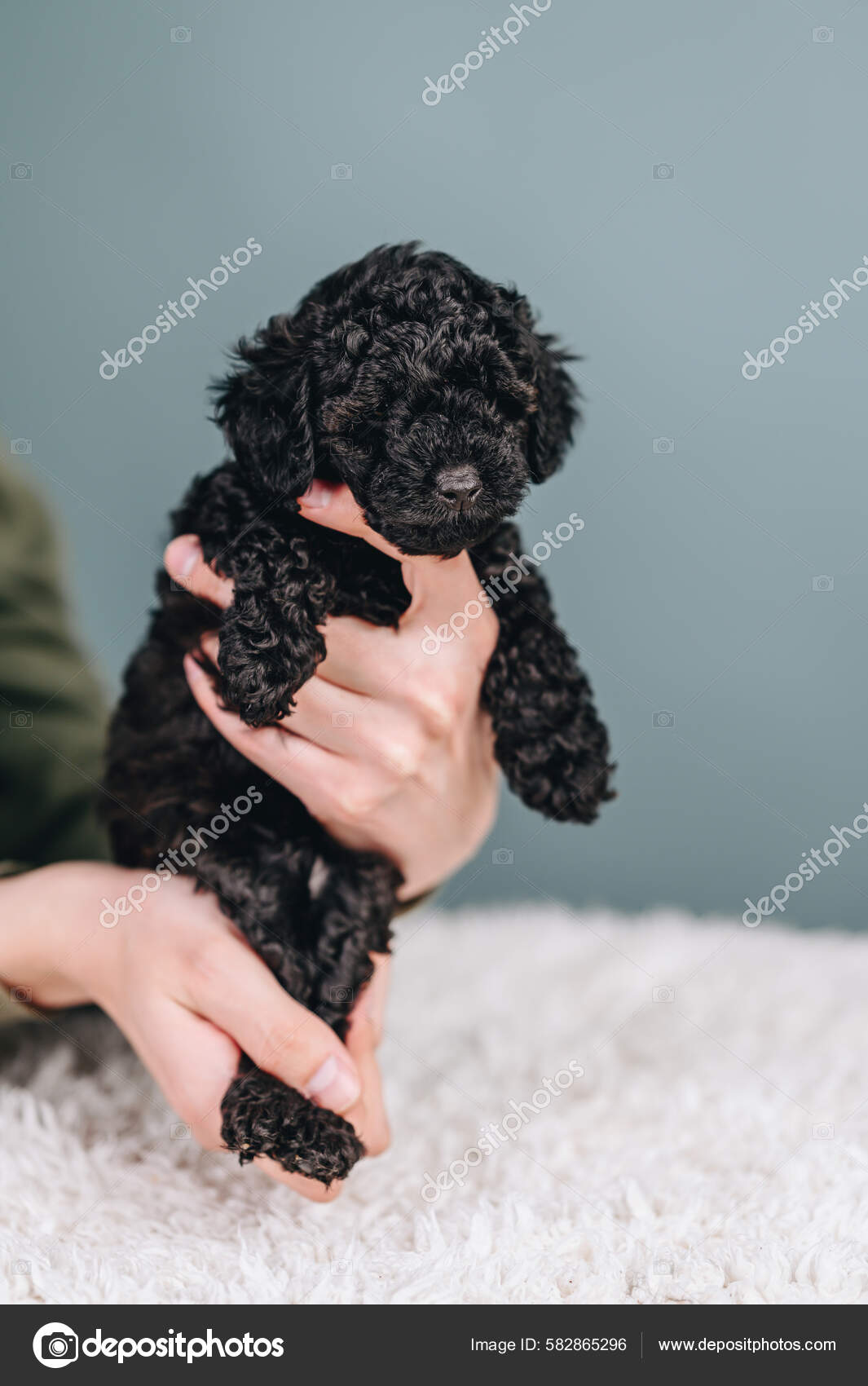 Mini toy store poodle black