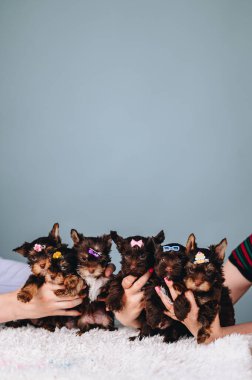 Mavi Arkaplan 'daki altı sevimli Yorkshire Teriyeri arka ayaklarının üzerinde duruyor. Kafasında saç tokası olan köpekler. Boşluğu Kopyala.