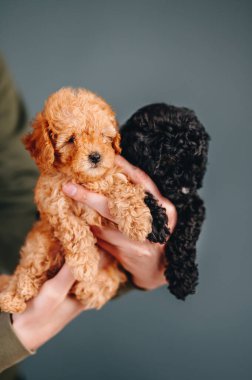 Evcil hayvan sevgisi kavramı. Mutlu ve komik görünüyor. İnsan Elleri Mavi Duvarın Arkaplanına Karşı İki Küçük Oyuncak Kaniş Yavrusu Tutuyor.