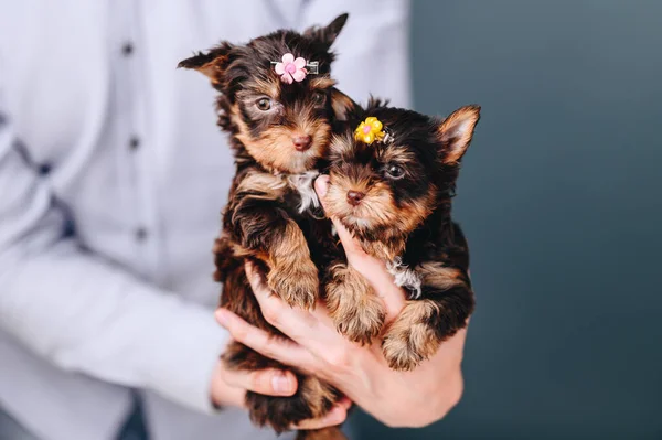 Άνθρωπος Κρατά Δύο Θηλυκά Yorkshire Terrier Κουτάβι Στα Χέρια Διακόσμηση — Φωτογραφία Αρχείου