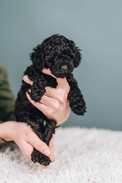 Pequeno Filhote Cachorro Toy Poodle Cor Preta Curly Little Dog — Fotografia de Stock