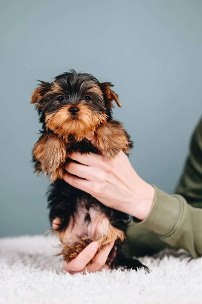 Lovely Yorkshire Terrier Human Hands Blue Background Very Sweet Friendly — Photo