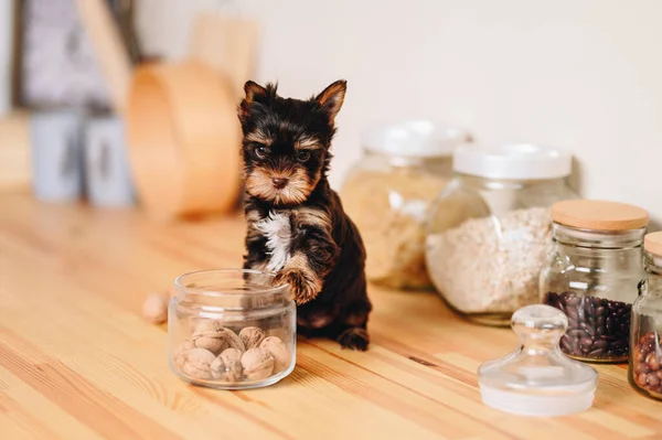 Small Puppy with Serious Look. Brown Black Yorkshire Terrier on Wooden Kitchen Table. Puppy Put His Paw on Glass Jar with Nuts.
