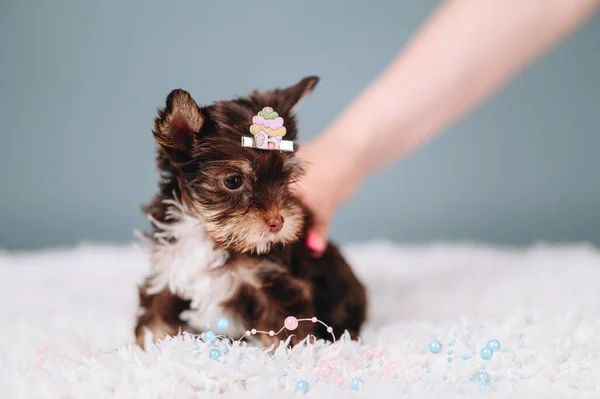 Cute Yorkshire Terrier Female Adorned Hairpin Cupcake Her Head Chocolate — Fotografia de Stock