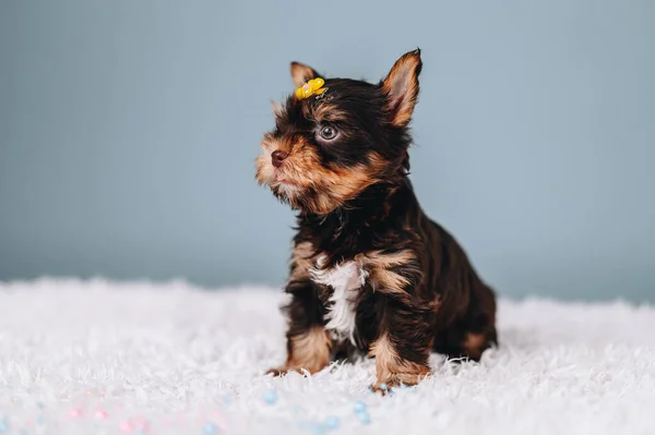 Słodki Ciekawy Szczeniak Zwierzę Pozowanie Niebieskim Tle Studio Yorkshire Terrier — Zdjęcie stockowe