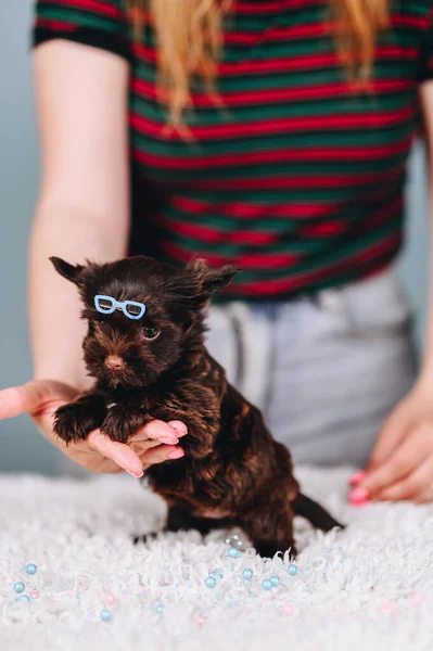 Small Yorkshire Terrier Puppy Glasses His Head Holds His Hand — Fotografia de Stock