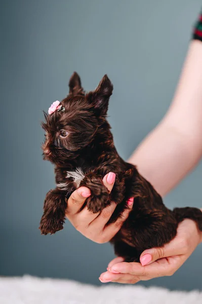 Bonito Curioso Cachorro Marrom Animal Estimação Posando Fundo Estúdio Azul — Fotografia de Stock