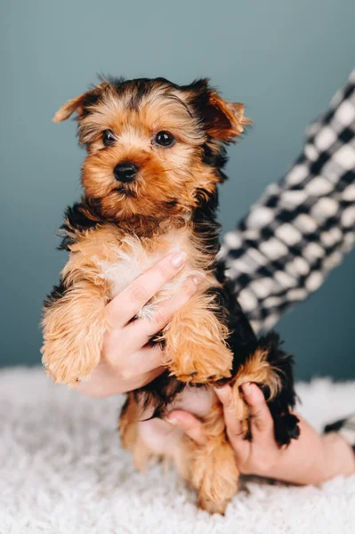 Adult Puppy Yorkshire Terrier Κρατήστε Χέρια Πορτοκαλί Yorkshire Terrier Μπλε — Φωτογραφία Αρχείου