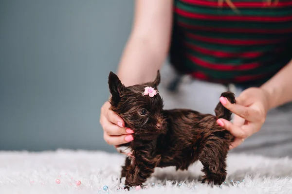 Cão Bonito Brincalhão Marrom Animal Estimação Posando Contra Fundo Estúdio — Fotografia de Stock