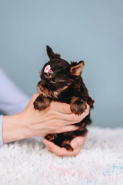 Yorkshire Terrier Σοκολάτα Χρωματιστά Ανθρώπινα Χέρια Κορίτσι Κουτάβι Μια Φουρκέτα — Φωτογραφία Αρχείου
