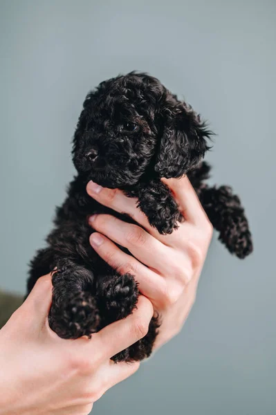 Black Puppy Toy Poodle Human Hands Blue Background Vertical Photo — Fotografia de Stock