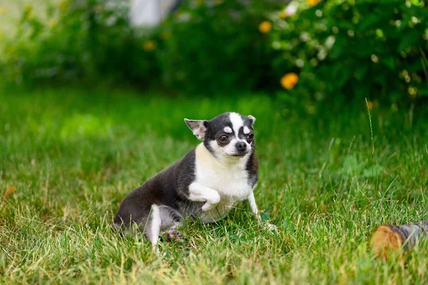 Ένας Ενήλικας Σοβαρά Chihuahua Κάθεται Grass Outdoors Στο Summer Garden — Φωτογραφία Αρχείου
