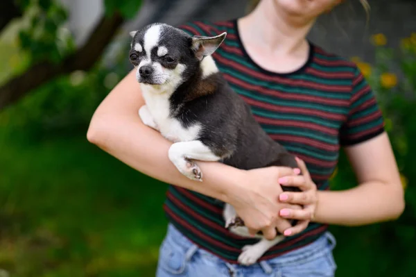 Adult Serious Chihuahua Sits Hands Hostess Dog Outdoors Summer Garden — Stock Photo, Image