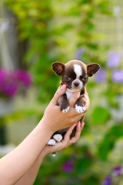 Hands Holding Chihuahua Puppy Blurred Natural Background Brown Smooth Haired — ストック写真