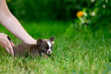 Küçük Puppy Chihuahua Kahverengisi rengi yeşil çimlerin üzerinde duruyor. Doğal yeşil arka plan. Puppy Pürüzsüz saçlı Ürkek bakışlı.