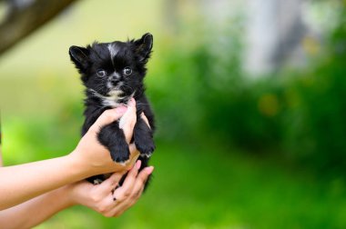 Bulanık Arkaplanda Bir Chihuahua Yavrusu Tutan Eller. Pembe Manikürlü ve Altın Yüzüklü Kadın Eller. Beyaz bıyıklı siyah köpek yavrusu kedi yavrusuna benziyor..