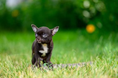 Dikey portre Aydınlık ve Pürüzsüz Kaplamalı Chihuahua Yavrusu Yaz Bahçesinde Çimlerin Üzerinde Duruyor. Doğal bulanık arka plan. Chihuahua büyük şişmiş gözler. Boşluğu Kopyala.