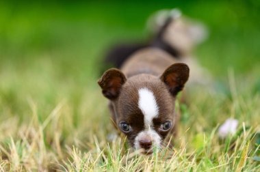 Ağızlığında beyaz leke olan kahverengi köpek yavrusu, şişkin gözleri, çimenleri koklayarak namlusunu öne doğru uzattı. Bulanık yeşil arkaplan.