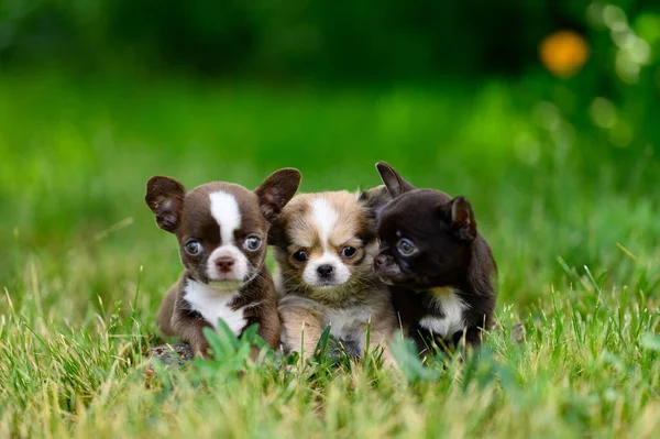 Three Cute Chihuahua Puppies Sitting Green Lawn Summer Day Blurred — ストック写真