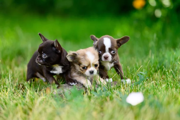 Three Frightened Chihuahuas Sit Green Grass Look Different Directions Bright — ストック写真