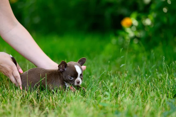 Μικρό Κουτάβι Chihuahua Καφέ Χρώμα Στέκεται Στο Πράσινο Γρασίδι Φυσικό — Φωτογραφία Αρχείου