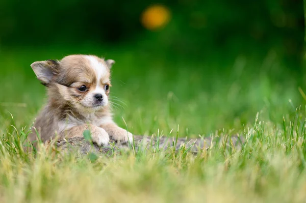 Light Long Haired Chihuahua Puppy Κάθεται Μόνη Της Στο Γρασίδι — Φωτογραφία Αρχείου